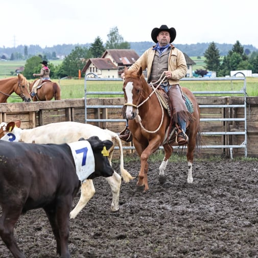 Cowhorse-Training